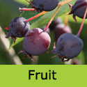 Amelanchier Lamarckii Fruit