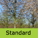 Amelanchier Lamarckii Standard