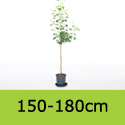 Amelacnchier Lamarckii 12L pot 150-180cm tall
