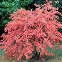 Amelanchier Canadensis (Serviceberry Tree) BARE ROOT Supplied height 1.00 to 2.0 m, VERY SMALL TREE + TOLERATES WET + VERY HARDY + LOW MAINTENANCE + WINDBREAK **FREE UK MAINLAND DELIVERY + FREE 100% TREE WARRANTY**