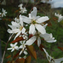 Snowflakes Snowy Mespilus Tree, Amelanchier laevis Snowflakes FREE UK MAINLAND DELIVERY + FREE 100% TREE WARRANTY**