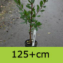 Arbutus Unedo 125cm plus option