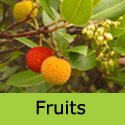 Mature Arbutus Unedo Fruits