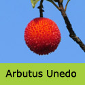Strawberry Tree (Arbutus unedo) COASTAL + CHALK TOLERANT + EVERGREEN + AWARD **FREE UK MAINLAND DELIVERY + FREE 100% TREE WARRANTY**
