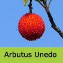 Mature Arbutus Unedo