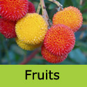 Mature Arbutus Unedo Fruits