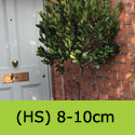 Arbutus Unedo Half Standard Girth 8-10cm