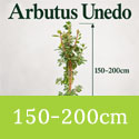 Arbutus unedo 150-200cm tall, single stem, 10-15L pot. 2-3 years old.