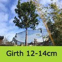 Mature Arbutus Unedo 12-14cm Standard