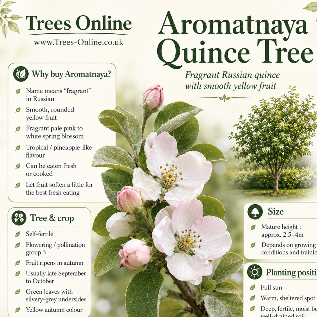 Aromatnaya quince sales benefits