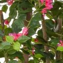 Artificial Flowering Bougainvillea in Pink *FREE UK MAINLAND DELIVERY**