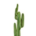 Close up of artificial green cactus plant stem