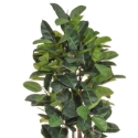 Artificial Ficus (Fig) Elastica 170cm - Highly Realistic + Superior Quality **FREE UK MAINLAND DELIVERY**