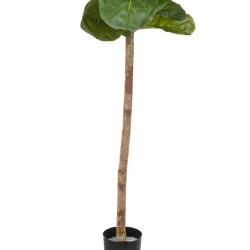 Artificial Fiddle Leaf Fig Clear Stem - 170cm - Superior Quality + Expertly Hand-crafted **FREE UK MAINLAND DELIVERY**