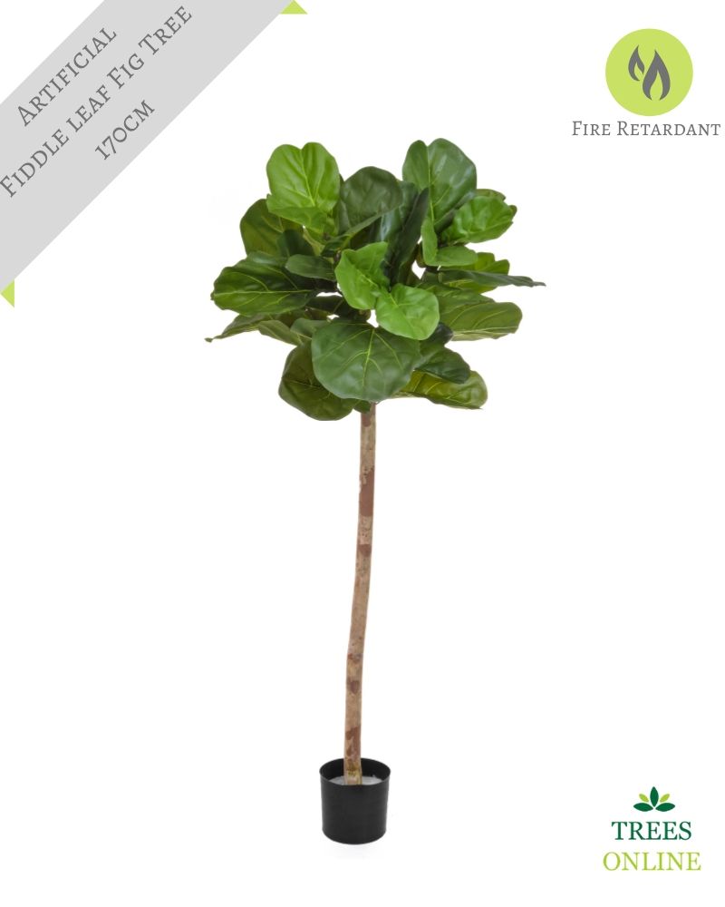 Buy our Artificial Fiddle Leaf Fig Tree with single stem 170cm Superior Quality & Expertly