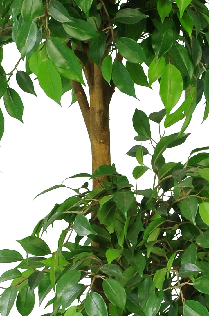 Buy our Artificial Ficus Fig Tree 'Natasha Tropical' Stunning Quality + Highly Realistic **FREE