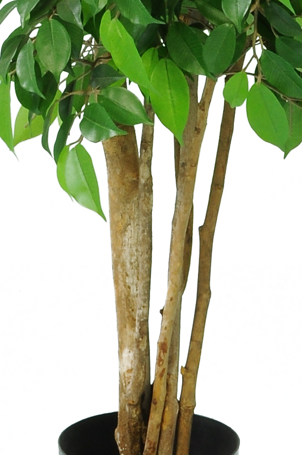 Buy our Artificial Ficus Fig Tree 'Natasha Tropical' Stunning Quality + Highly Realistic **FREE