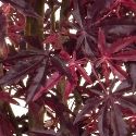 Artificial Japanese Maple Tree in Burgundy - Stunning Quality + Life-Like **FREE UK MAINLAND DELIVERY**