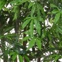 Artificial Japanese Maple Tree in Green - Stunning Quality + Highly Realistic **FREE UK MAINLAND DELIVERY**