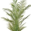 Artificial Palm Tree 'Areca' 180cm Superior Realism + Premium Quality **FREE UK MAINLAND DELIVERY**