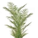Artificial Palm Tree 'Areca' 210cm Premium Museum Grade Quality **FREE UK MAINLAND DELIVERY**