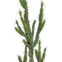 Artificial Potted Cactus 146cm | Expertly Hand-crafted | **FREE UK MAINLAND DELIVERY**