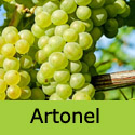 Muscat Artonel grape vine