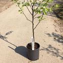 Shinseiki Asian Pear Tree, 1.0-1.80m tall, Fruit Stores Well, Self Fertile **FREE UK MAINLAND DELIVERY + FREE 100% TREE WARRANTY**