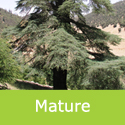 Mature Atlantic cedar Cedrus Atlantica