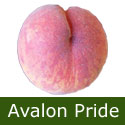 Avalon Pride Peach Tree, Supplied Height 125 - 200cm, 2-3 Years Old, 7L - 12L pot, LEAF CURL RESISTANT + SELF FERTILE + VIGOROUS *** FREE UK MAINLAND DELIVERY + 100% TREE WARRANTY ***