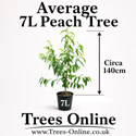 Average 7L peach tree size on delivery