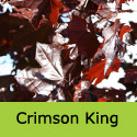 Bare Root Acer Crimson King Purple Norway Maple