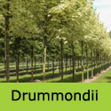 Bare Root Acer Platanoides Drummondii Variegated Norway Maple **FREE DELIVERY + 3 YEAR WARRANTY**