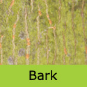 Bare Root Acer Platanoides Drummondii Norway Maple bark
