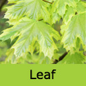 Bare Root Acer Platanoides Drummondii Norway Maple light green leaf