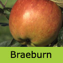 Bare root Braeburn Apple on tree