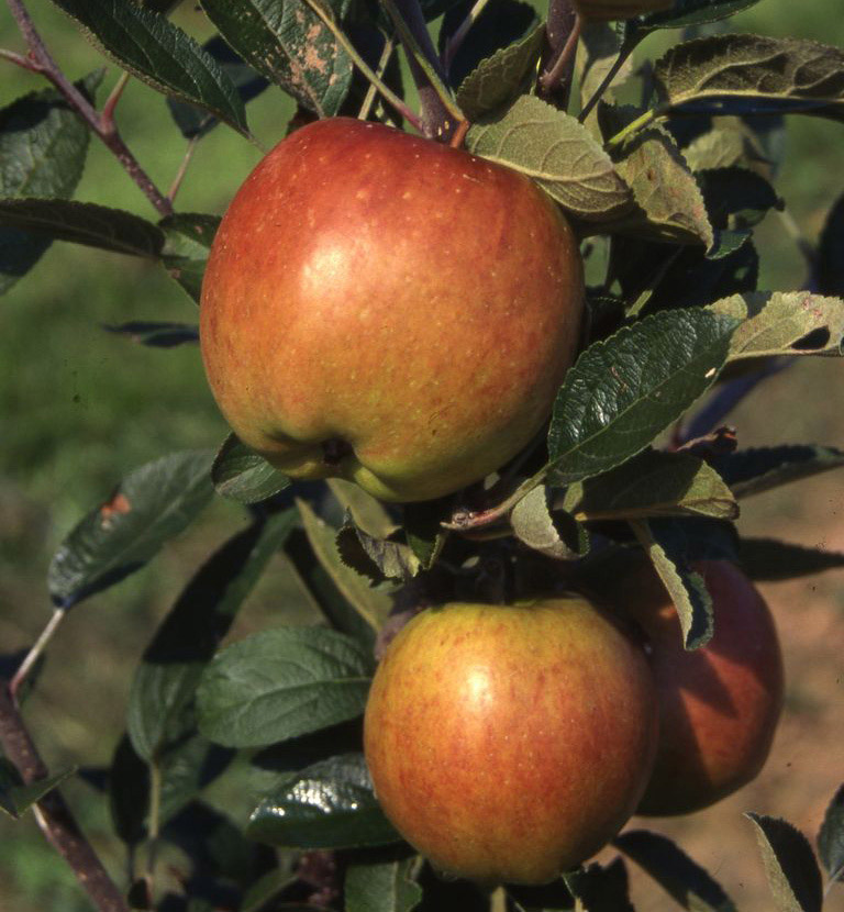 Buy Bare Root Lord Lambourne and Braeburn Duo Apple Tree Online *FREE