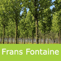 Bare Root Mature Carpinus Frans Fontaine Hornbeam Tree **FREE UK MAINLAND DELIVERY**