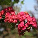 Bare root Hawthorn Crataegus Pauls Scarlet flower