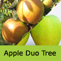Bare Root Duo Apple Tree Coxs Orange Pippin + Golden Delicious