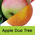 Bare Root Duo Apple Tree James Grieve + Cox's Orange Pippin
