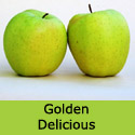 Bare root Golden Delicious apple giving advice to younger apple