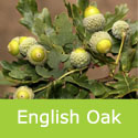 Bare Root English Oak Quercus Robur mature shape