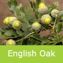 Bare Root English Oak Quercus Robur, AWARD + CLAY TOLERANT **FREE UK MAINLAND DELIVERY + FREE TREE WARRANTY**