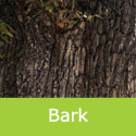 Bare Root English Oak Quercus Robur mature bark