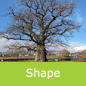 Bare Root English Oak Quercus Robur Mature Shape