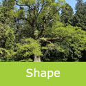 Bare Root English Oak Quercus Robur Mature Shape