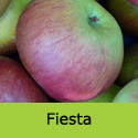 Bare root Fiesta on Duo apple tree