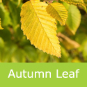 Carpinus Frans Fontaine Mature Bare Root or rootball autumn leaf