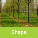 Carpinus Frans Fontaine Mature Bare Root or rootball shape